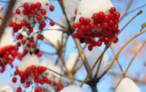 沈陽人事代理的優(yōu)勢有哪些